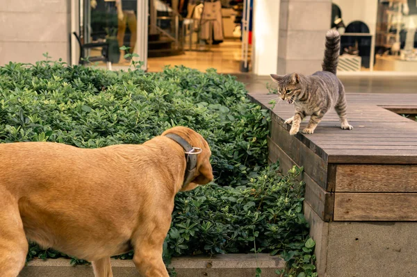 Macska Tett Védekező Álláspontot Amikor Megközelítette Kutya Egy Városi Környezetben — Stock Fotó