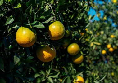 Meyve bahçesinde olgunlaşmış portakal meyveleri.