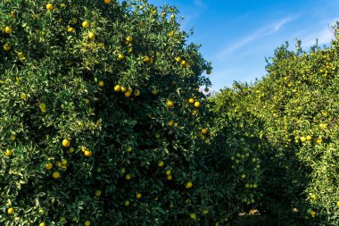 Meyveleri olgunlaşmış portakal ağaçları endüstriyel bir tarlada.