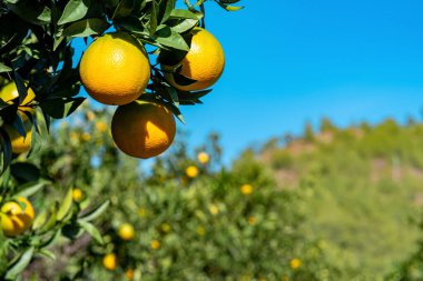Meyve bahçesindeki bir dalda olgunlaşmış portakal meyveleri.