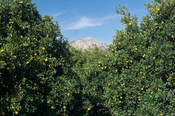 Citrusové Plantáže Zrajícími Plody Pozadí Hor — Stock fotografie