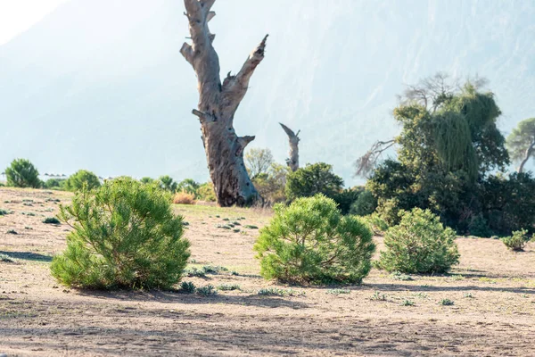 Kurak bir bölgede, kurumuş gövdelerin arka planında genç çam ağaçları filizleniyor.