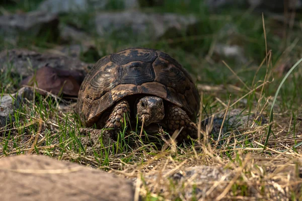 Żółw Grecki Testudo Graeca Środowisku Naturalnym — Zdjęcie stockowe