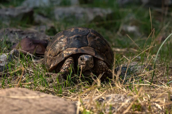 Tortuga Griega Testudo Graeca Hábitat Natural —  Fotos de Stock