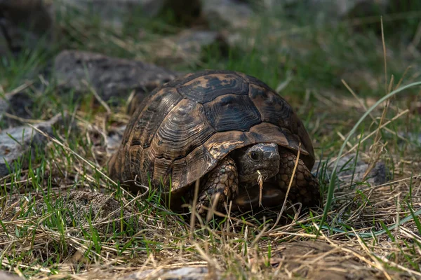 Tortuga Griega Testudo Graeca Hábitat Natural — Foto de Stock