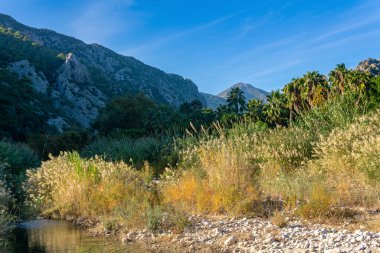 Tropikal manzara, dağlarla sazlıklar ve palmiye ağaçları arasındaki bataklık nehir vadisi.