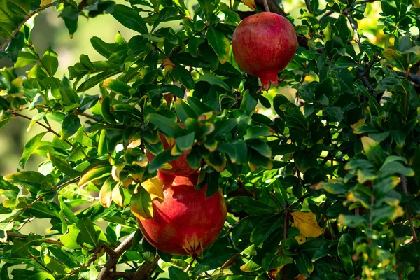 Zralé Granátové Jablko Plody Větvi Mezi Zblízka Listí — Stock fotografie