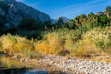 Tropikal manzara, dağlarla sazlıklar ve palmiye ağaçları arasındaki bataklık nehir vadisi.