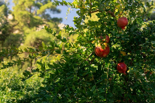 Zralé Granátové Jablko Plody Větvi Mezi Zblízka Listí — Stock fotografie