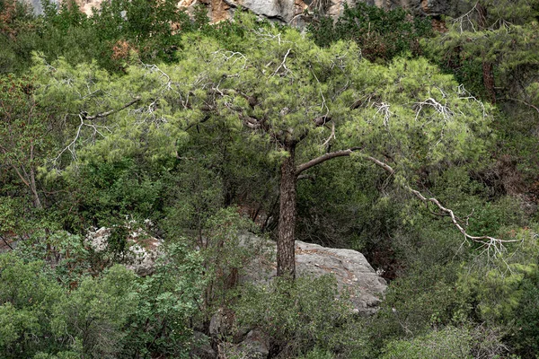 Краєвид Сосновим Деревом Гірському Лісі Скелястому Схилі — стокове фото