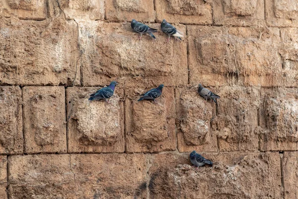 Pombos Sentam Uma Parede Pedra Antiga Vertical — Fotografia de Stock