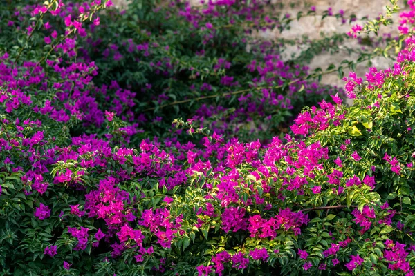 Arbusto Flores Bindweed Mandevilla Con Flores Color Rosa — Foto de Stock