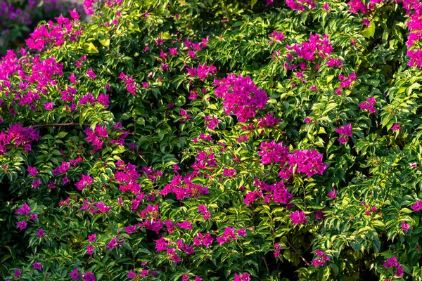 一种开着花的爬山植物的背景图 有粉红色的花 — 图库照片