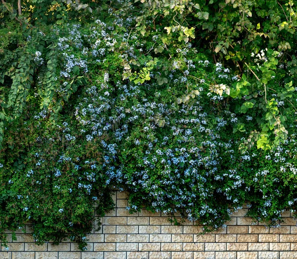 Cerca Jardim Escondido Por Exuberantes Moitas Plantas Escalada Com Flores — Fotografia de Stock