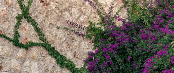 Fondo Viejo Muro Piedra Áspera Parcialmente Entrelazado Con Una Enredadera —  Fotos de Stock