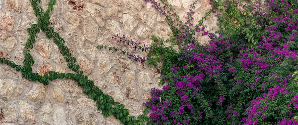 Háttér Régi Durva Fal Részben Összefonódott Egy Virágzó Mandevilla Creeper Jogdíjmentes Stock Képek