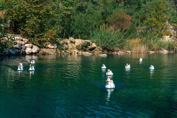 Gansos Brancos Nadam Uma Lagoa Com Água Azul — Fotografia de Stock