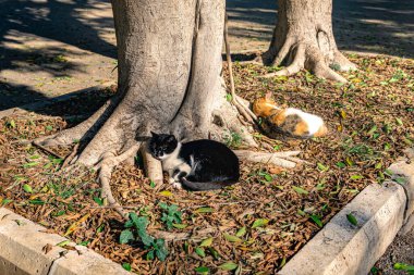 Sokak kedileri şehir caddesinde bir ağacın altında dinlenir.