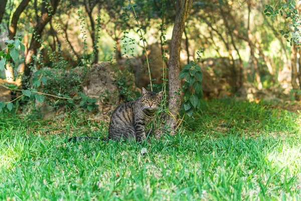 Gray Cat Sits Vegetation Park — Stock Photo, Image