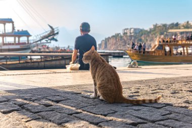 Kırmızı sokak kedisi limanda balıkçının avını bekliyor.