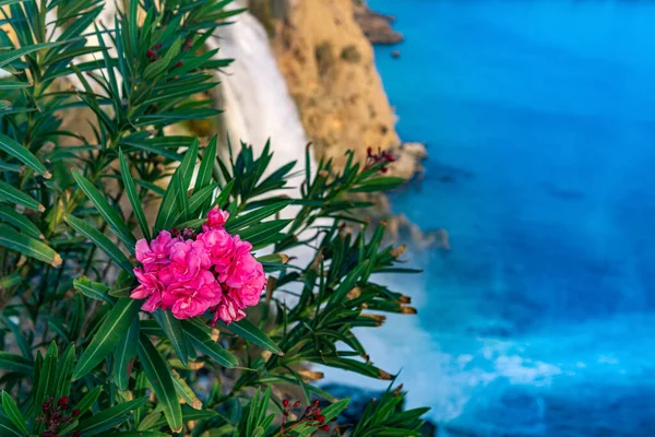 stock image purple oleander flowers on a rock against the backdrop of a large waterfall