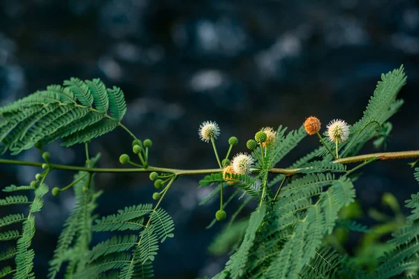 Blommor Gummi Arabiska Träd Suddig Naturlig Bakgrund — Stockfoto