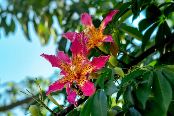 Flores Seda Hilo Dental Sobre Fondo Natural Borroso — Foto de Stock