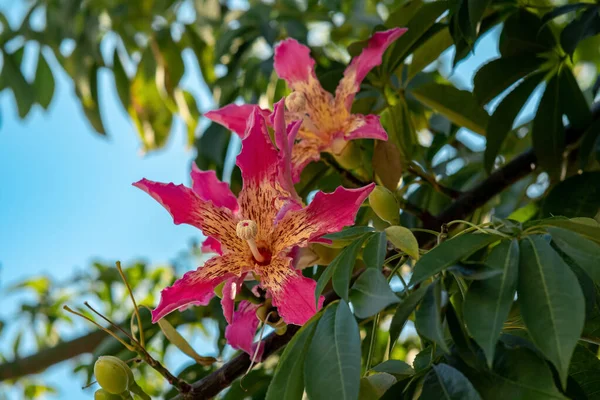 在模糊的自然背景上的牙线丝树上的花 — 图库照片