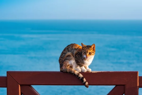 猫靠海的背风坐在栅栏上 — 图库照片