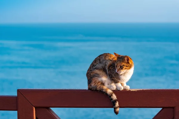 Kočka Sedí Plotě Pozadí Moře — Stock fotografie