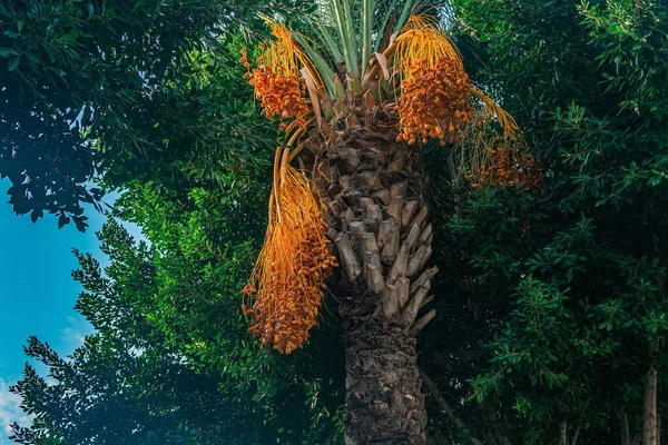 Date Palm Ripe Orange Fruits — Stock Photo, Image