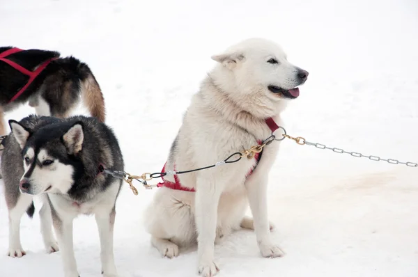 Husky — Stock Photo, Image