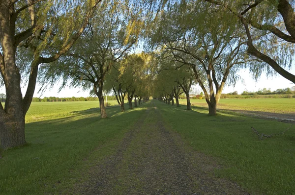 Willow tree alley — Stockfoto