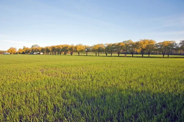 Willow träd — Stockfoto