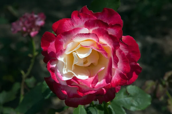 Красно-бежевая роза — стоковое фото
