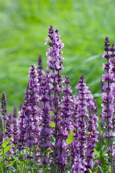 Paarse lupine — Stockfoto