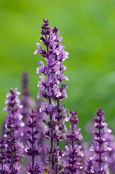 Purple lupine — Stock Photo, Image