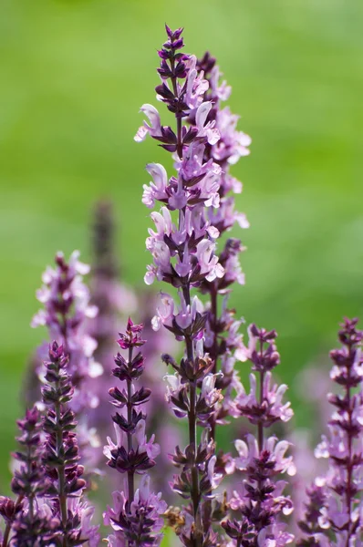 Paarse lupine — Stockfoto