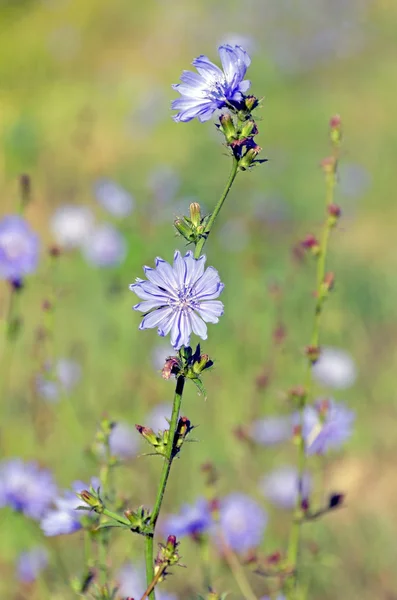 Common chicory — Stock Photo, Image