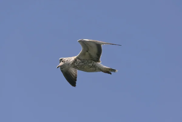 Gull in flight — Stock Photo, Image