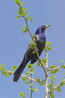 ortak grackle