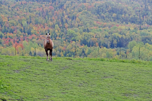 Brown horse — Stock Photo, Image