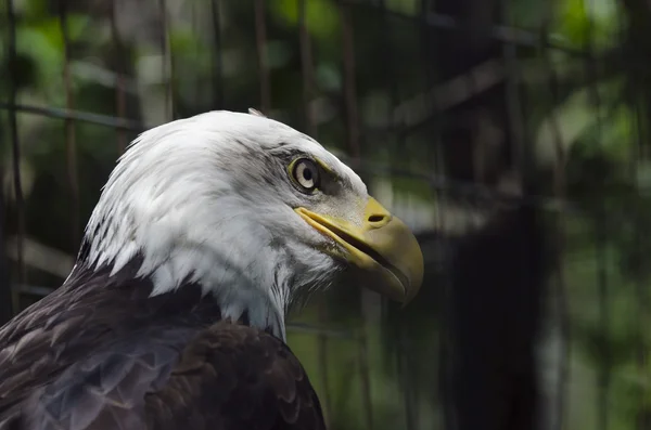 Bald eagle — Stock Photo, Image