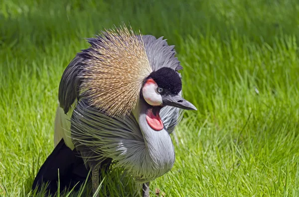 Gekroonde kraan — Stockfoto