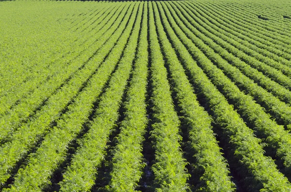 Pianta verde — Foto Stock