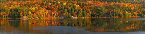 Colorful tree — Stock Photo, Image