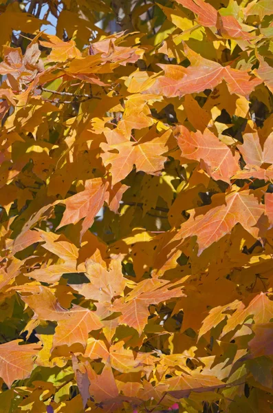 Sonbahar'ın renkli ağaç — Stok fotoğraf