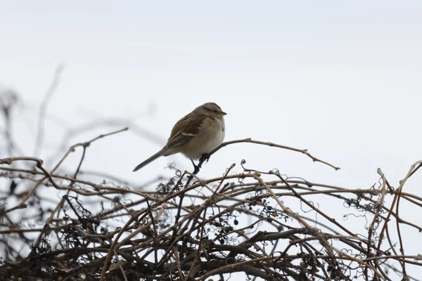 Sparrow — Stock Photo, Image