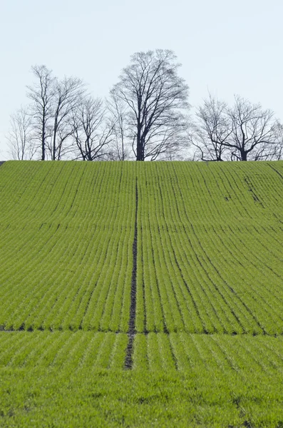 Rows of soy plants — Stock Photo, Image