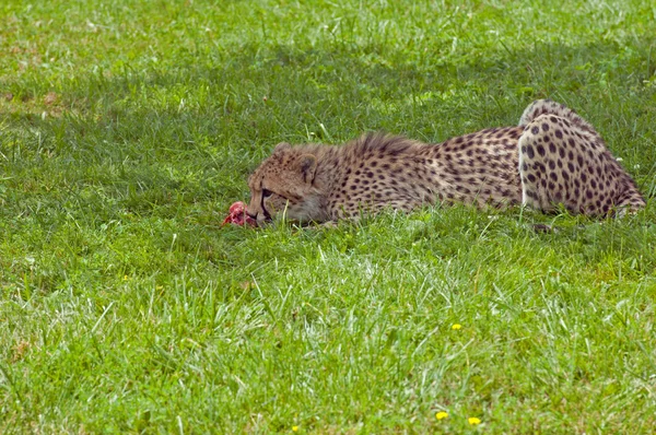 Eten cheetah — Stockfoto